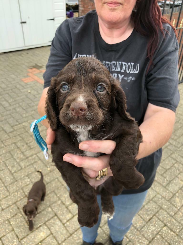 chocolate field spaniel puppies for sale